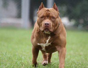 PITBULL