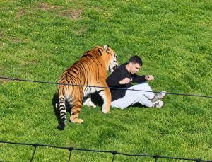 TIGRE ATACO A JOVEN