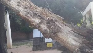 arbol cayo san francisco