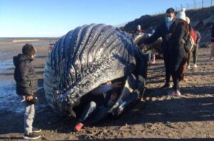 ballena muerta en chubut