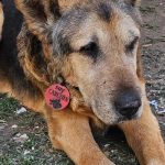 San Luis despide a Cabezón, el perro símbolo de manifestaciones y barrios