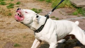 dogo