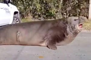 elefante marino en ensenada