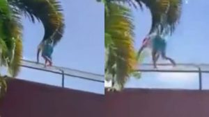 entro a jaula del leon