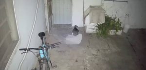 gato ladron