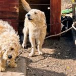 San Luis: allanaron una casa y rescataron dos perros
