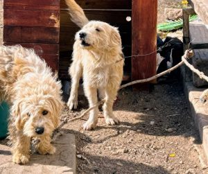 rescataron perritos san luis