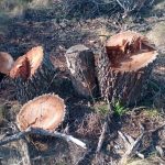 Denuncian tala ilegal de bosque nativo en Los Cajones