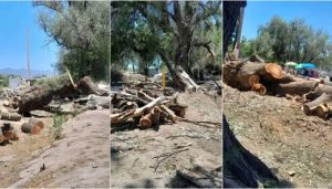 talan arboles en quines