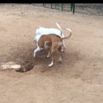 Un jubilado murió desangrado en Puerto Madryn tras intentar separar a sus perros