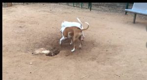 tragedia en puerto madryn