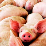 San Luis investiga diez casos sospechosos de triquinosis