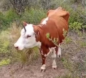 vaca cuchillo