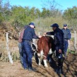 La Policía recuperó animales robados y descubrió marihuana en un allanamiento