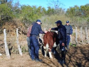 vaca robada en nogoli